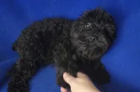 Griffin , a male Schnoodle for sale in Jackson, TN – 8 of 10