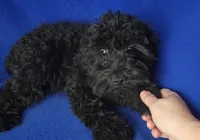 Griffin , a male Schnoodle for sale in Jackson, TN – 7 of 10