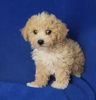 Fannie, a female Bichpoo for sale in Jackson, TN – 10 of 10