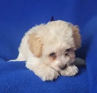 Marigold , a female Poodle - Toy  for sale in Jackson, TN – 10 of 10