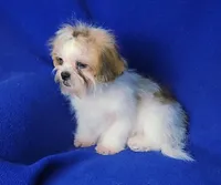 Sterling , a male Shichon for sale in Jackson, TN – 4 of 10