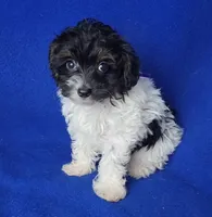 Piper , a female Yorkipoo for sale in Jackson, TN – 2 of 10