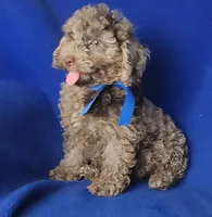 Chocolate Merle Clarence, a male Cockapoo for sale in Jackson, TN – 2 of 10