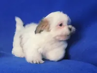 Tallulah , a female Shichon for sale in Jackson, TN – 5 of 10