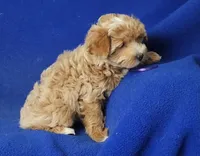 Gemma, a female Yorkshire Terrier for sale in Jackson, TN – 4 of 10