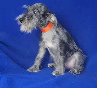 Merle Sebastian, a male Miniature Schnauzer for sale in Jackson, TN – 10 of 10