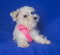 Gertie, a female Schnoodle for sale in Jackson, TN – 6 of 9