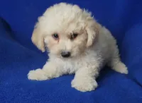 Finn, a male Bichpoo for sale in Jackson, TN – 7 of 10