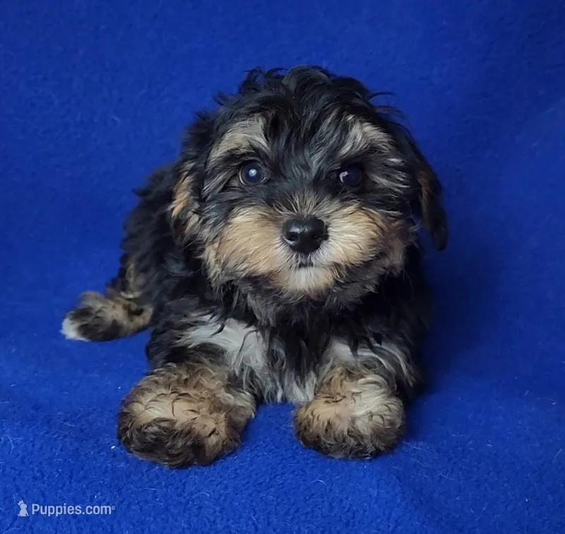 Presley – Yorkipoo puppy for sale in Jackson, TN