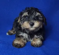 Presley, a male Yorkipoo for sale in Jackson, TN – 1 of 10