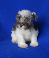 Choco Celine, a female Miniature Schnauzer for sale in Jackson, TN – 2 of 10