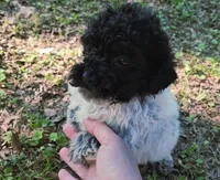 Sutton, a male Poodle - Toy  for sale in Jackson, TN – 3 of 7