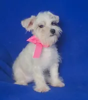 Gertie, a female Schnoodle for sale in Jackson, TN – 4 of 9