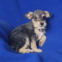 Gigi, a female Schnoodle for sale in Jackson, TN – 6 of 10