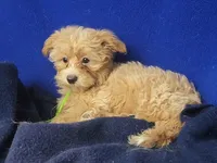 Banjo, a male Yorkipoo for sale in Jackson, TN – 9 of 10