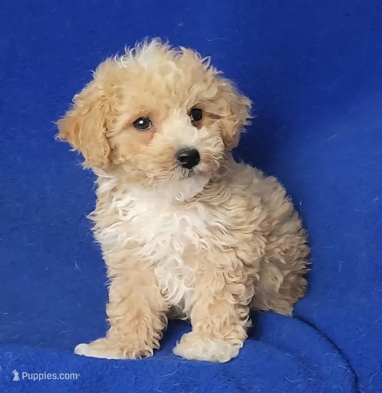 Fannie – Bichpoo puppy for sale in Jackson, TN