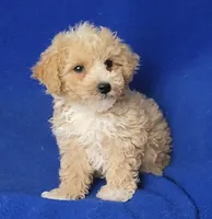 Fannie, a female Bichpoo for sale in Jackson, TN – 1 of 10