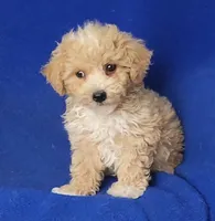 Fannie, a female Bichpoo for sale in Jackson, TN – 3 of 10