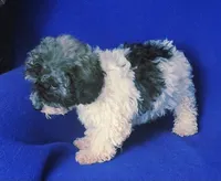 Natalie, a female Poodle - Toy  for sale in Jackson, TN – 4 of 10