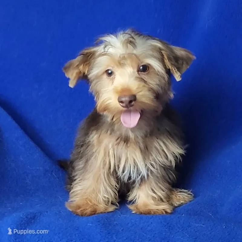 Liver Driscoll  – Yorkshire Terrier puppy for sale in Jackson, TN