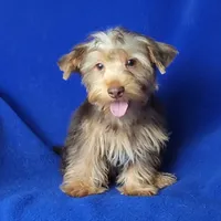 Liver Driscoll , a male Yorkshire Terrier for sale in Jackson, TN – 4 of 10