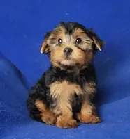 Gregory, a male Yorkshire Terrier for sale in Jackson, TN – 8 of 10