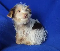 Liver Dewey , a male Yorkshire Terrier for sale in Jackson, TN – 9 of 10