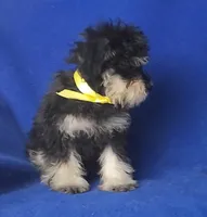 Gregory , a male Schnoodle for sale in Jackson, TN – 4 of 10
