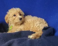 Banjo, a male Yorkipoo for sale in Jackson, TN – 3 of 10