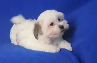 Tallulah , a female Shichon for sale in Jackson, TN – 10 of 10