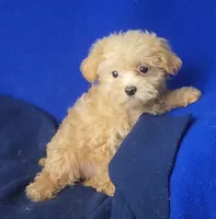 Birdie, a female Yorkipoo for sale in Jackson, TN – 8 of 10