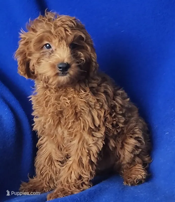 *FLASH SALE* Royce – Cockapoo puppy for sale in Jackson, TN