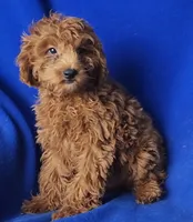 Royce, a male Cockapoo for sale in Jackson, TN – 7 of 10