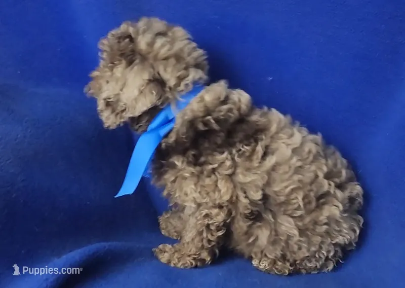 Chocolate Merle Clarence – Cockapoo puppy for sale in Jackson, TN