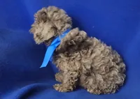 Chocolate Merle Clarence, a male Cockapoo for sale in Jackson, TN – 1 of 10