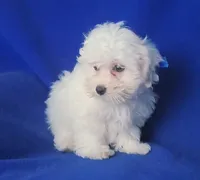Bowie, a male Maltese for sale in Jackson, TN – 10 of 10