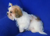 Sterling , a male Shichon for sale in Jackson, TN – 5 of 10