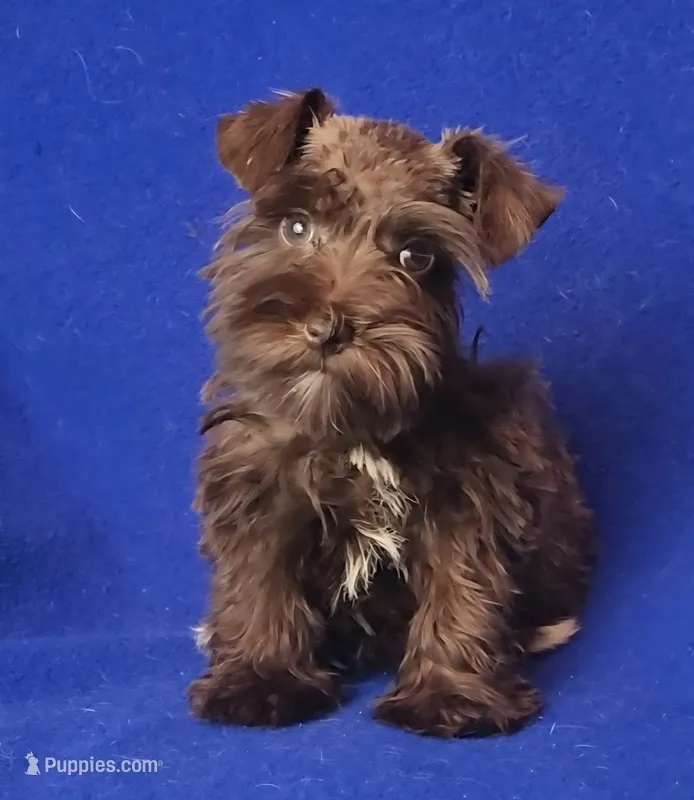 Choco CoCo – Miniature Schnauzer puppy for sale in Jackson, TN