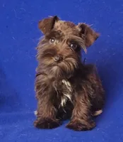 Choco CoCo, a female Miniature Schnauzer for sale in Jackson, TN – 1 of 10
