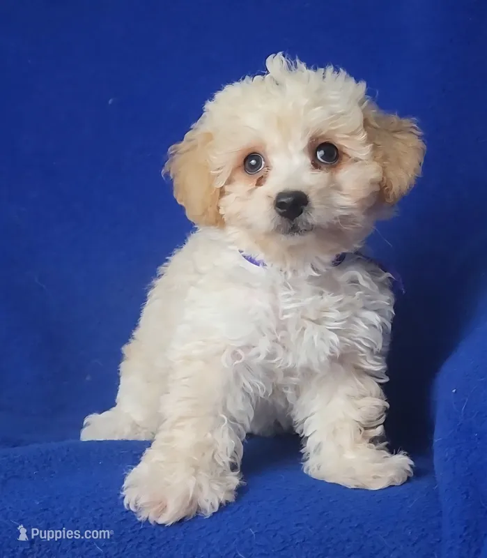 Marigold  – Poodle - Toy  puppy for sale in Jackson, TN