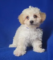 Marigold , a female Poodle - Toy  for sale in Jackson, TN – 1 of 10