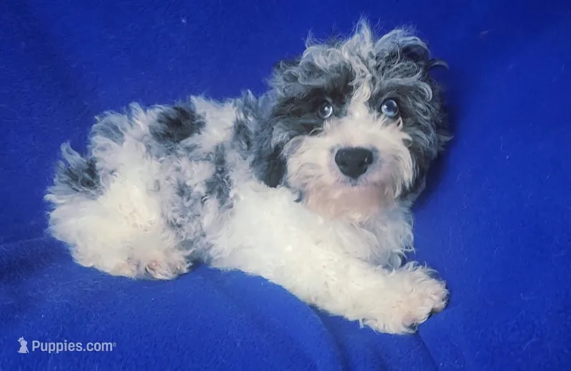 Merle Blue Eye Macklin – Poodle - Toy  puppy for sale in Jackson, TN