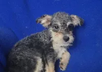Gigi, a female Schnoodle for sale in Jackson, TN – 2 of 10