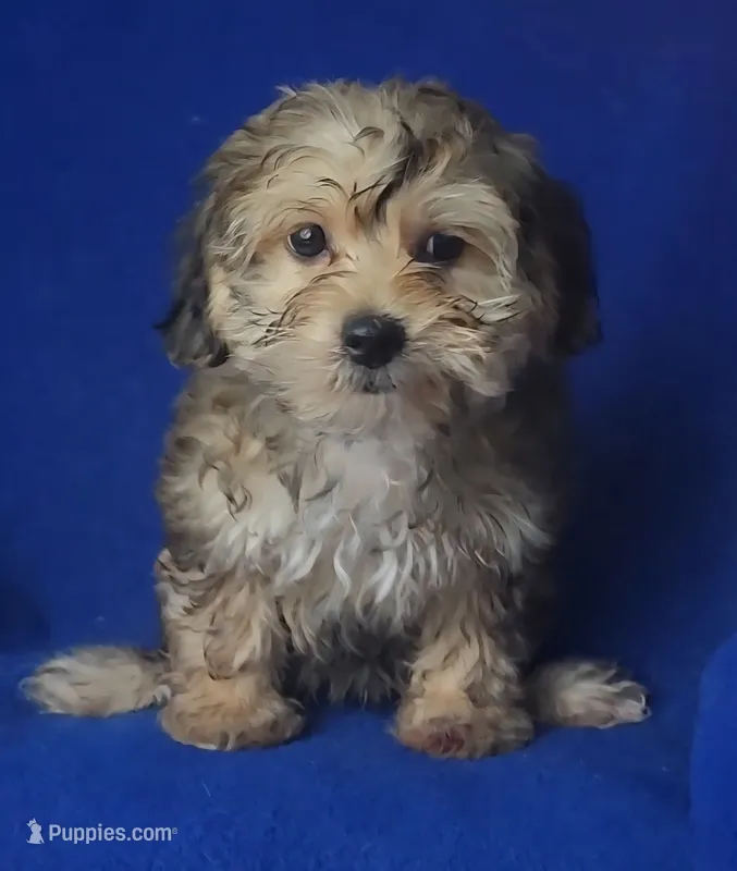 Oakleigh – Yorkipoo puppy for sale in Jackson, TN