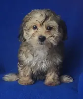 Oakleigh, a female Yorkipoo for sale in Jackson, TN – 1 of 10