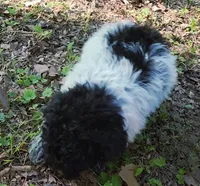 Sutton, a male Poodle - Toy  for sale in Jackson, TN – 2 of 7