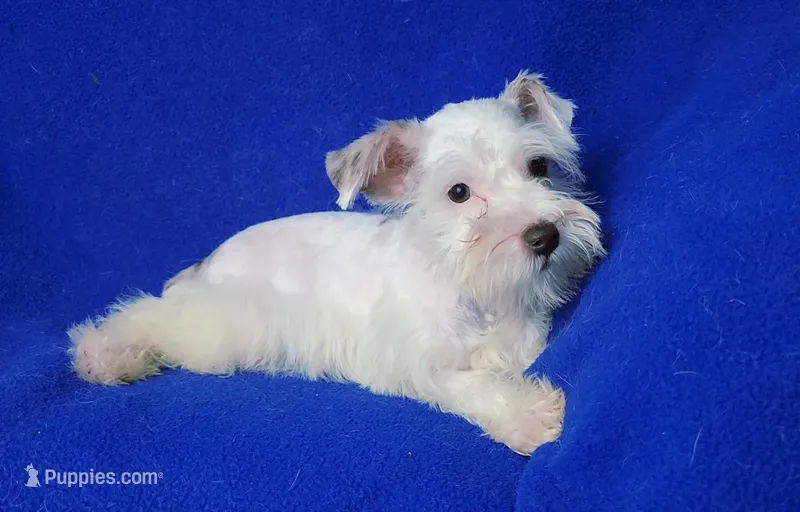 Choco Merle Claira – Miniature Schnauzer puppy for sale in Jackson, TN