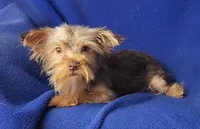 Chocolate Driscoll, a male Yorkshire Terrier for sale in Jackson, TN – 7 of 10