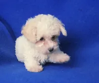 Searcy, a female Poodle - Toy  for sale in Jackson, TN – 8 of 10