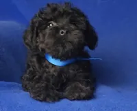 Griffin, a male Schnoodle for sale in Jackson, TN – 9 of 10